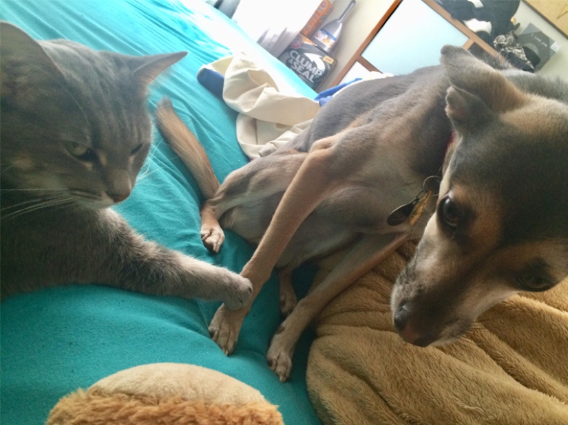 Funny shots of the complicated relationship between cats and dogs