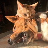 Funny shots of the complicated relationship between cats and dogs