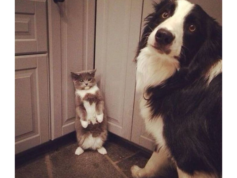 Funny shots of the complicated relationship between cats and dogs