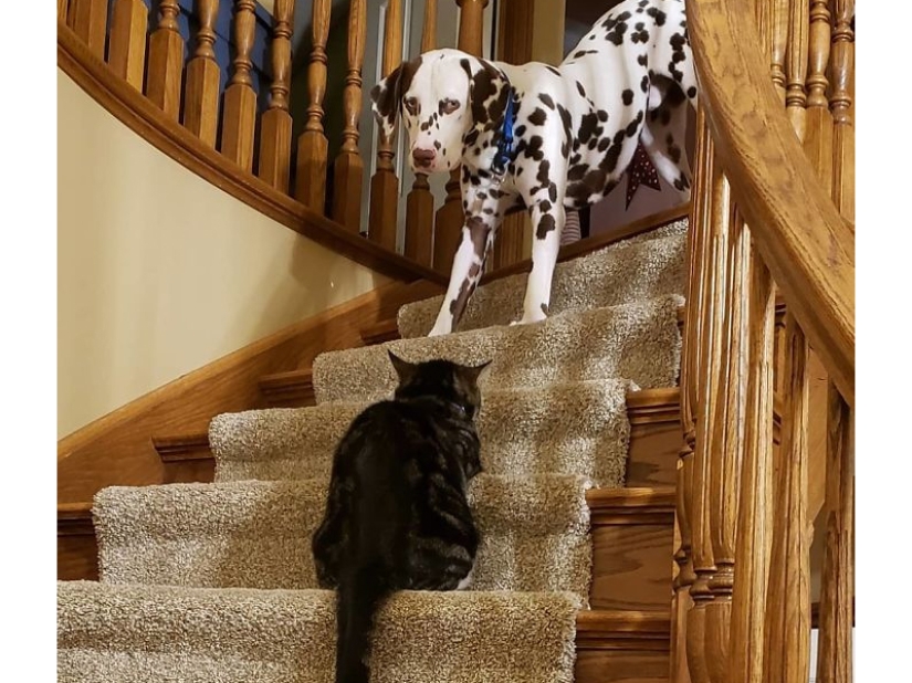 Funny shots of the complicated relationship between cats and dogs