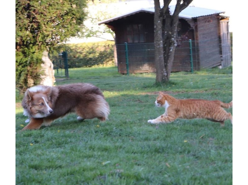 Funny shots of the complicated relationship between cats and dogs