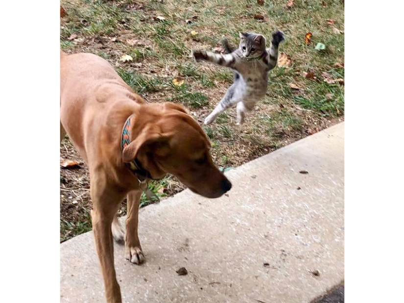 Funny shots of the complicated relationship between cats and dogs