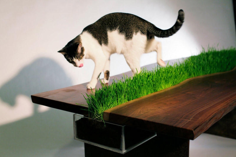 Furniture solutions for animal lovers