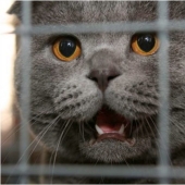 Gato acusado de robar electricidad, absuelto en Barnaul