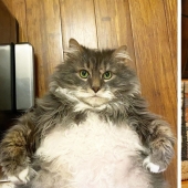 Gato muy gordo Wilford-casi 13 kilos de lindo en busca de un nuevo hogar