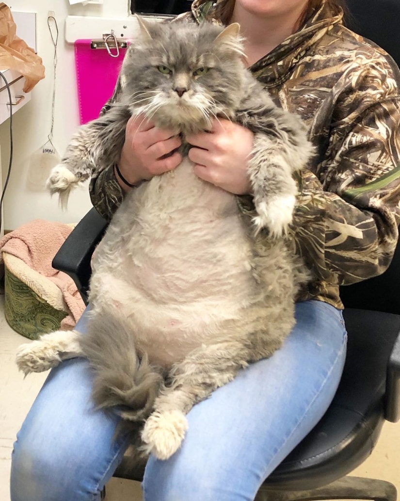 Gato muy gordo Wilford-casi 13 kilos de lindo en busca de un nuevo hogar