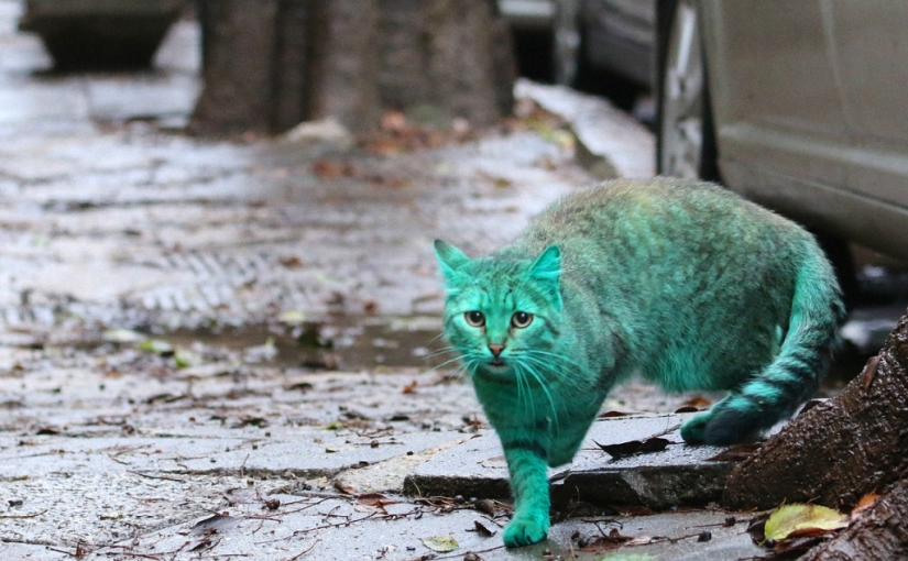 Gato verde de Varna