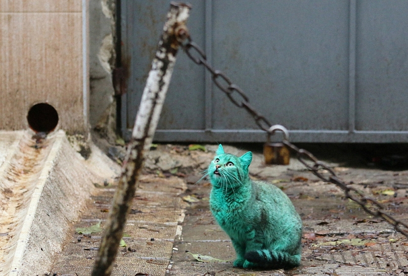 Gato verde de Varna
