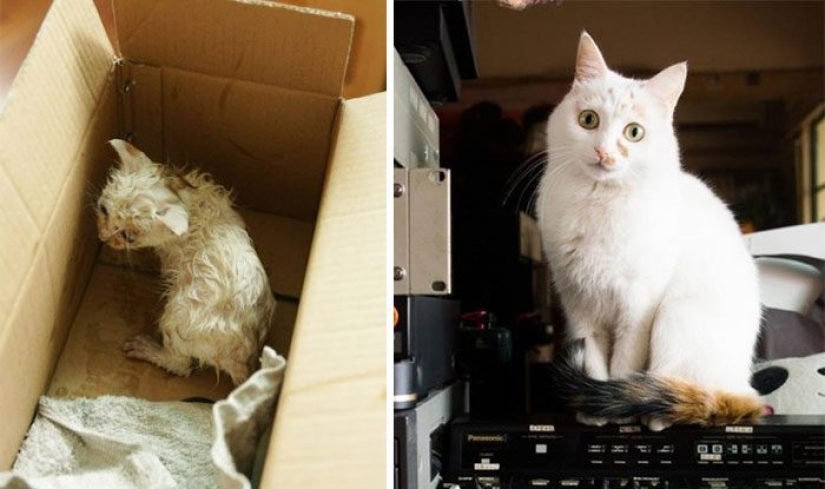 Gatos sobrevivientes que fueron rescatados y amados: fotos de antes y después