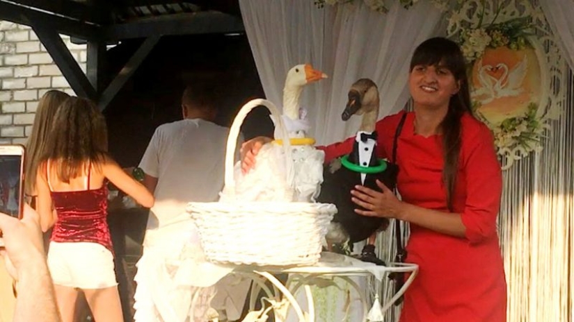 Geese were married in Minsk, despite the ban of the authorities