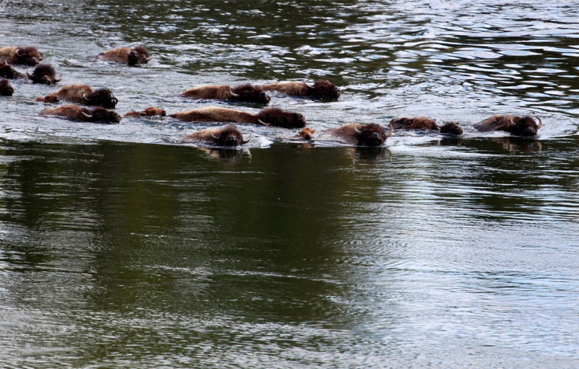 Géiseres, bisontes y otras atracciones de Yellowstone