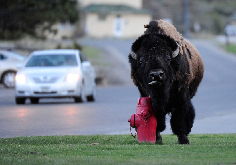 Géiseres, bisontes y otras atracciones de Yellowstone