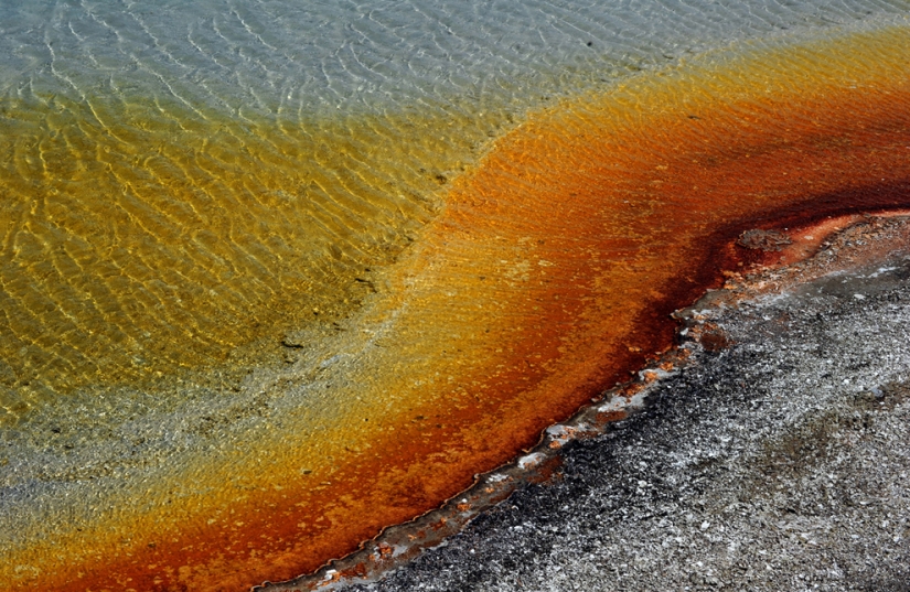 Géiseres, bisontes y otras atracciones de Yellowstone