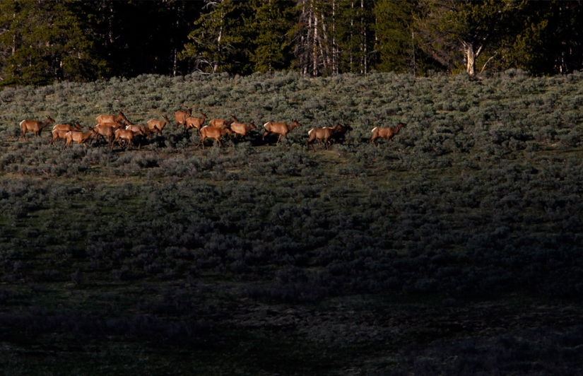 Géiseres, bisontes y otras atracciones de Yellowstone