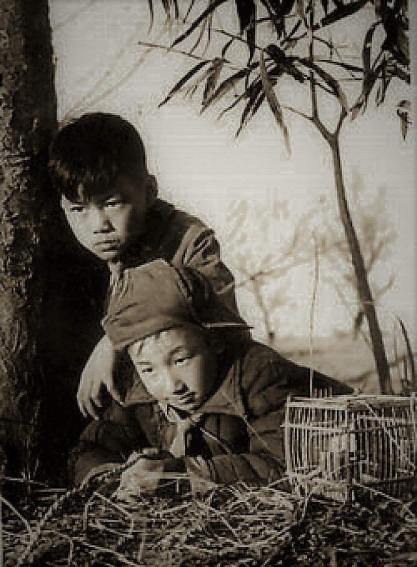 Genocidio de aves: cómo la naturaleza se vengó de los chinos por el exterminio de gorriones