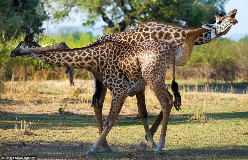 Giraffe tango