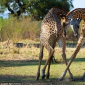 Giraffe tango