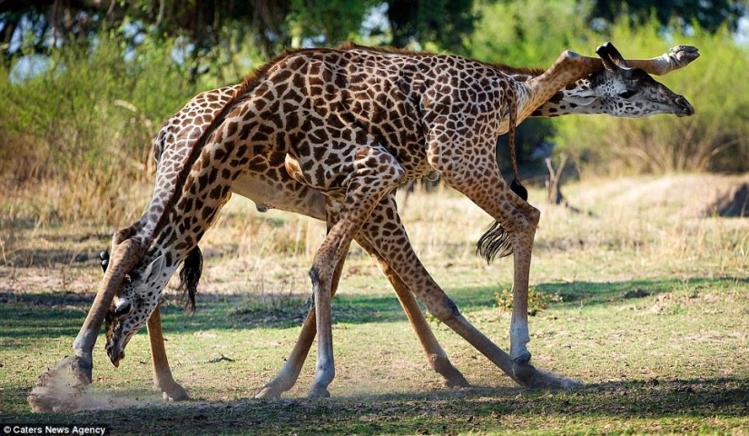 Giraffe tango