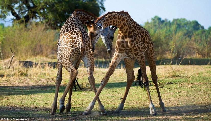 Giraffe tango