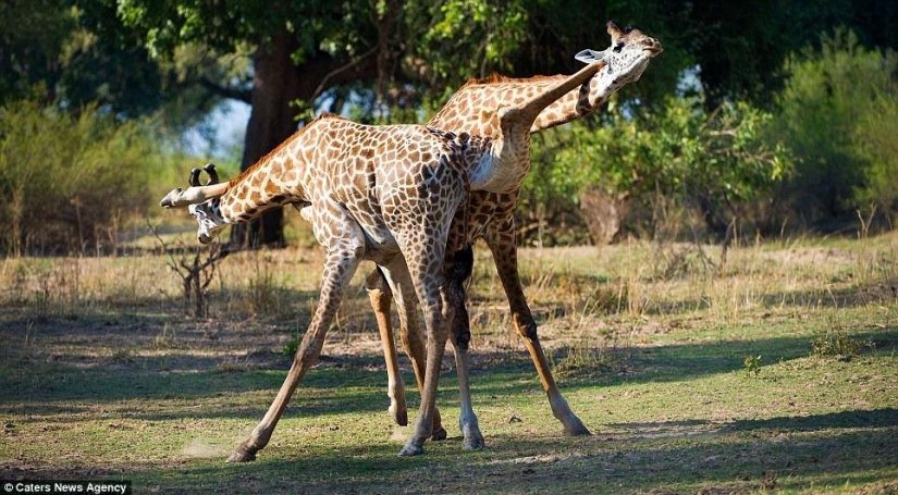 Giraffe tango