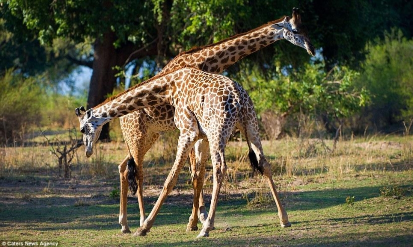 Giraffe tango