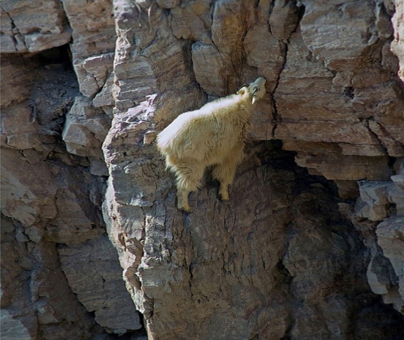 Goats who do not know the fear of heights