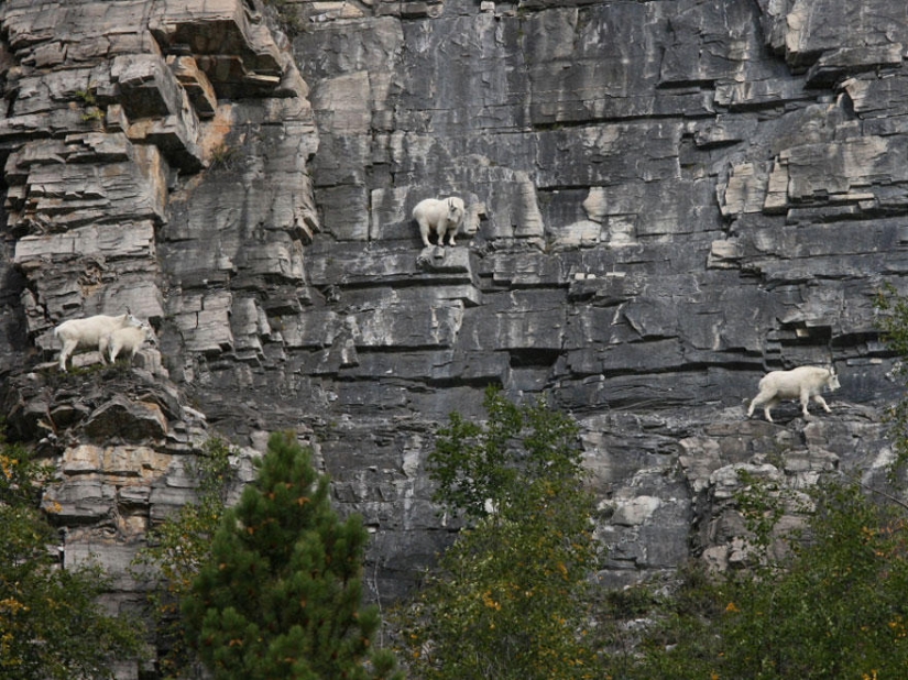 Goats who do not know the fear of heights