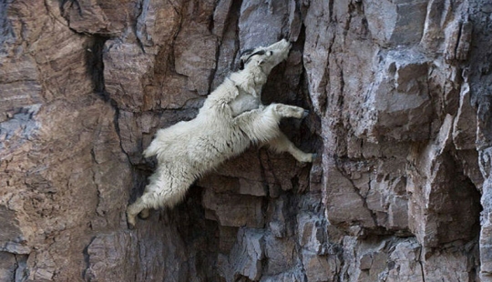 Goats who do not know the fear of heights