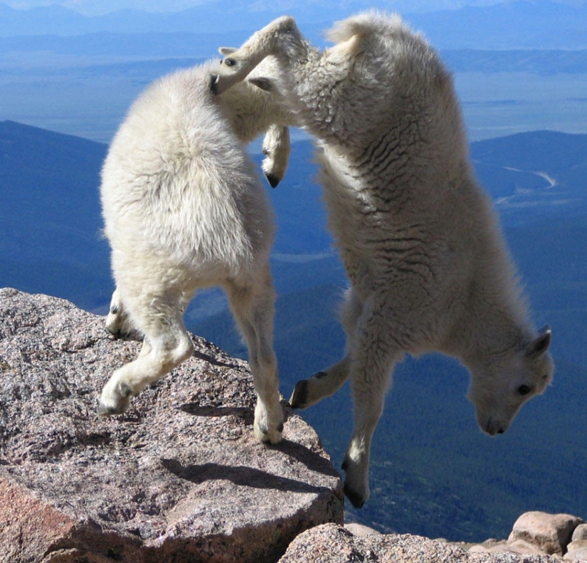 Goats who do not know the fear of heights