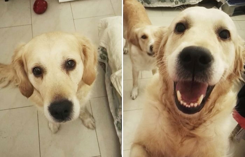 "Good boy": pets before and after the kind words of the owner