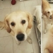 "Good boy": pets before and after the kind words of the owner
