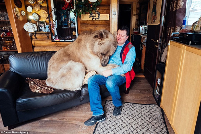 Grande, lujoso, tuyo: la historia de Stepan el oso, que vive en una familia rusa