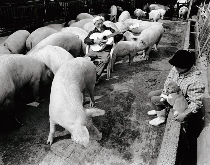 Granjero feliz del cerdo y sus animales domésticos