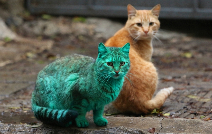 Green cat from Varna