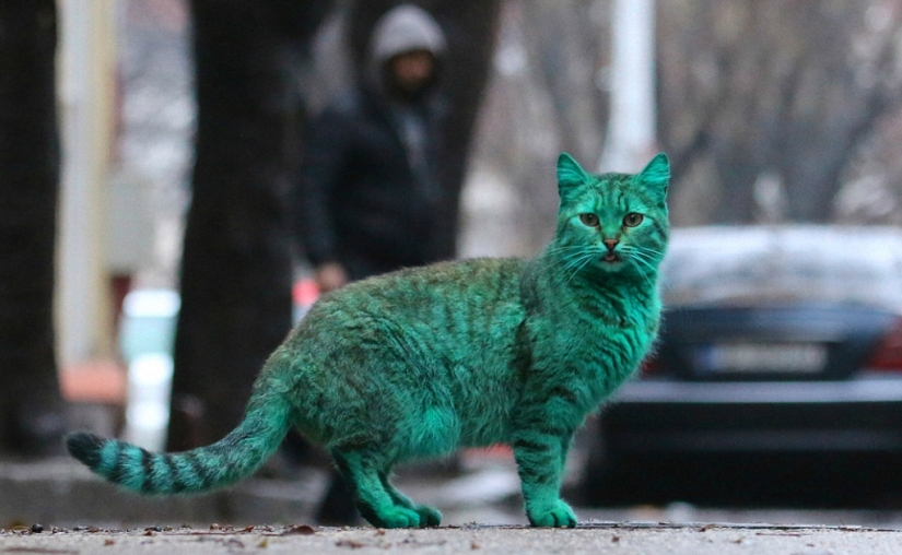Green cat from Varna