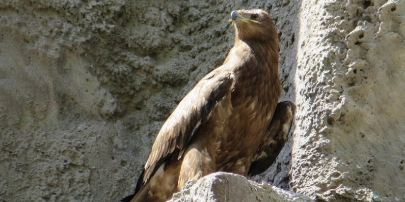 Águila esteparia llamada Akinfeev: el zoológico de Moscú nombró a un polluelo en honor al portero de la selección rusa
