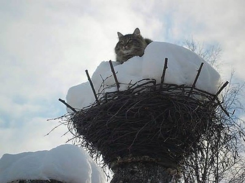 Ha llegado la primavera, ¡los gatos han llegado!