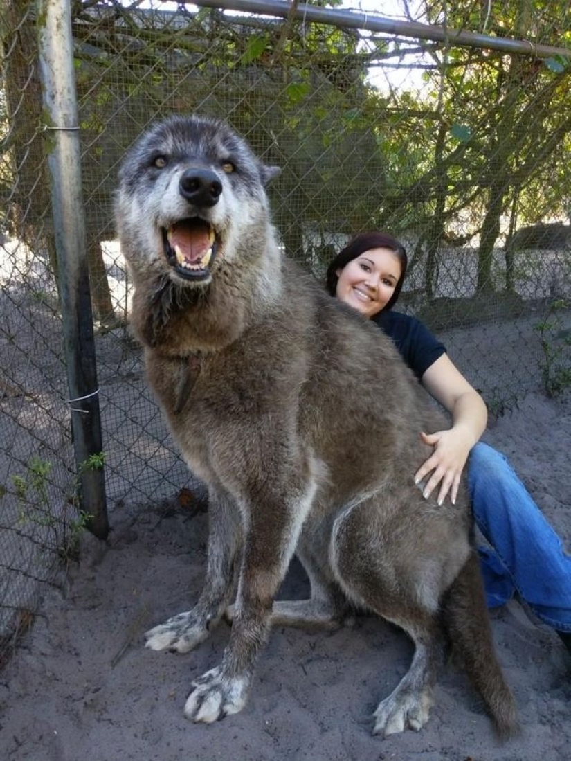 hace 7 años, Yuki el lobo se salvó de la eutanasia, y mira en lo que se ha convertido ahora