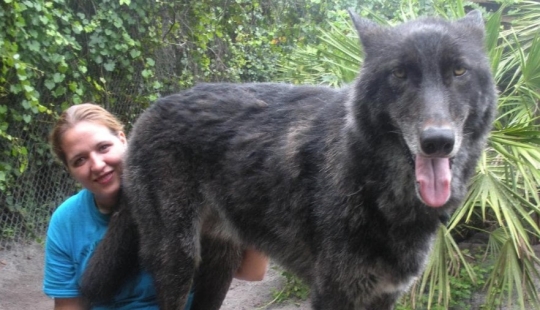 hace 7 años, Yuki el lobo se salvó de la eutanasia, y mira en lo que se ha convertido ahora