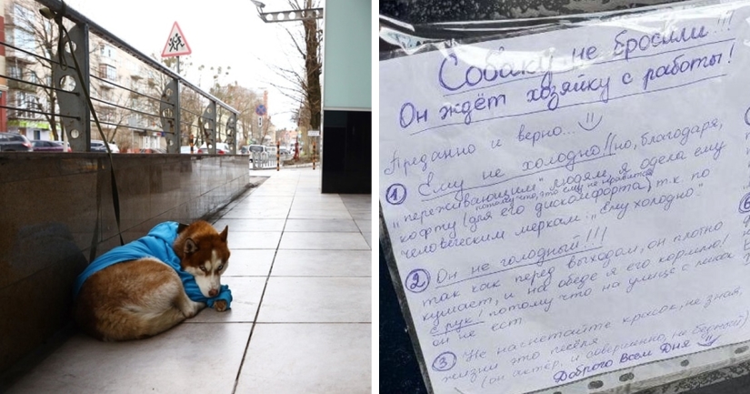Hachiko rusa: una conmovedora historia sobre un husky con un suéter azul de Kaliningrado