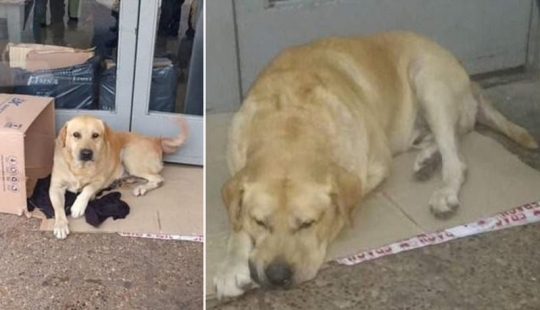 Hachiko's story repeats itself: a faithful dog is waiting for his master near the hospital, not knowing that the man has died