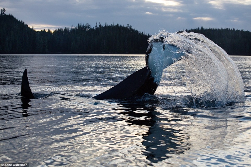 Hacia el desierto, a Alaska: cómo vivir en una isla entre osos y ballenas y no volverse loco