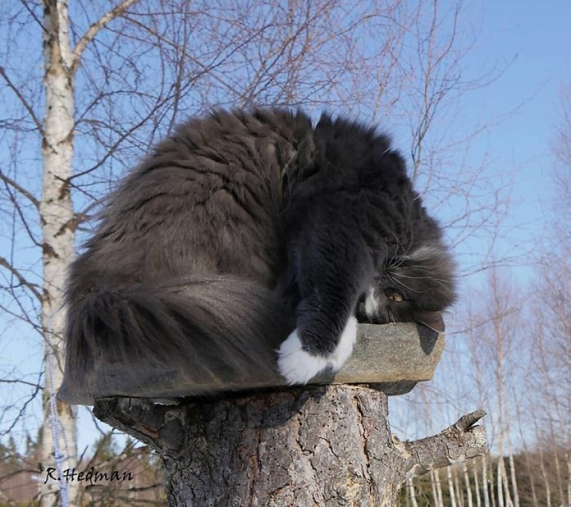 Harsh cats from Finland in the winter expanses