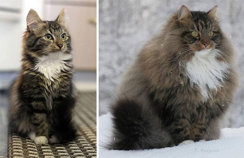 Harsh cats from Finland in the winter expanses