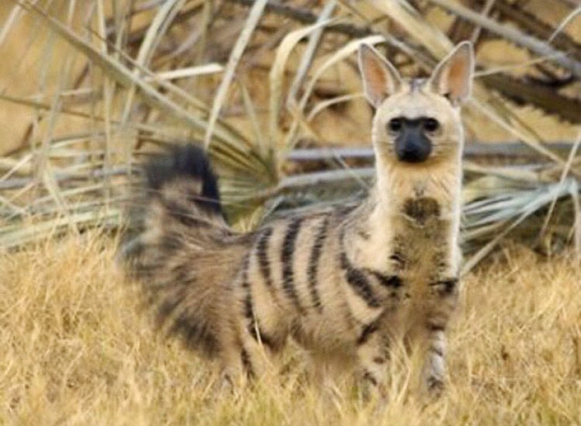 Have you ever seen ground wolves living in burrows? And they are