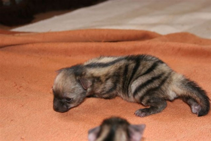 Have you ever seen ground wolves living in burrows? And they are