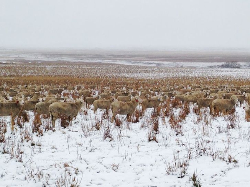 Hay 550 ovejas en esta foto, ¿puedes encontrarlas?