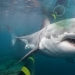 Hay que proteger Internet ... ataques de tiburones