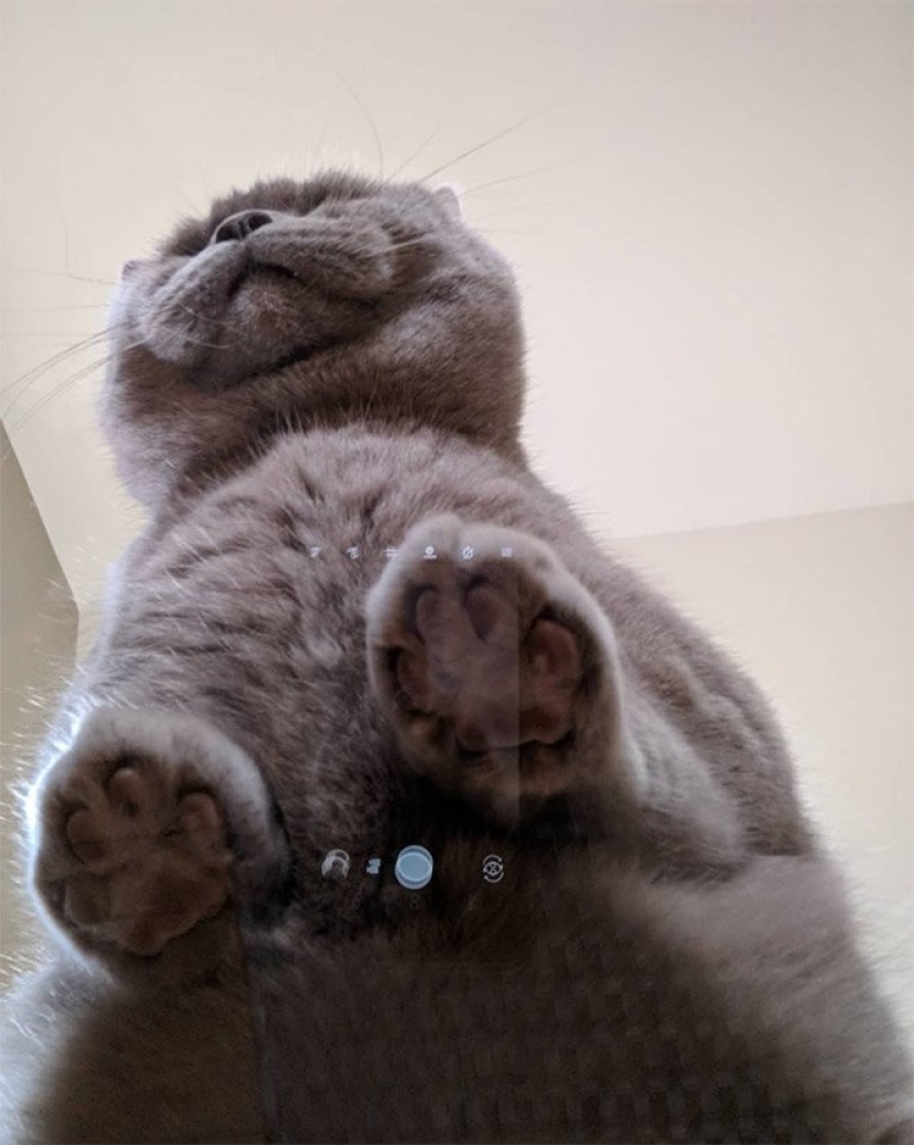 Heels bellies and wool: the lethal dose of cuteness — seals on glass, view from below