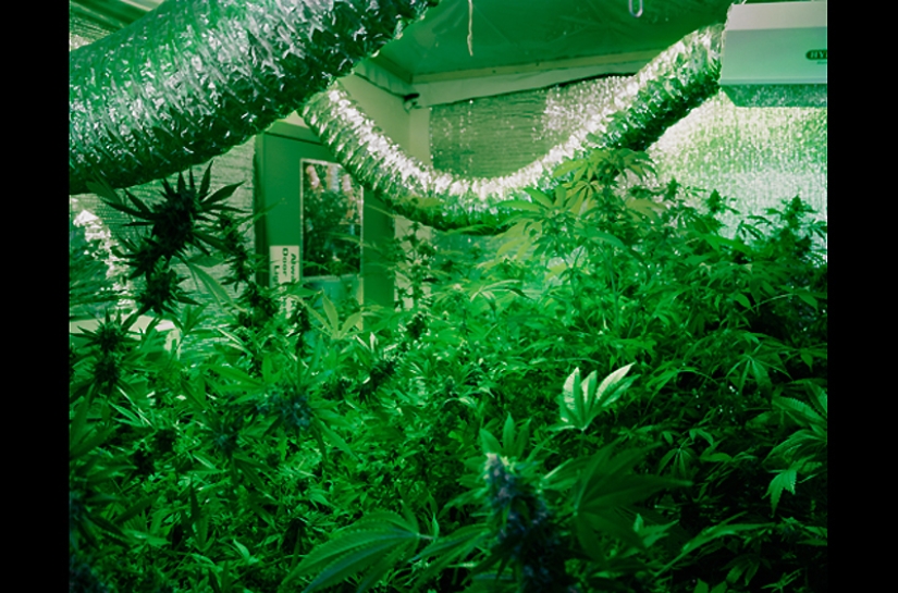 "Herbal business" in Colorado: an inside look